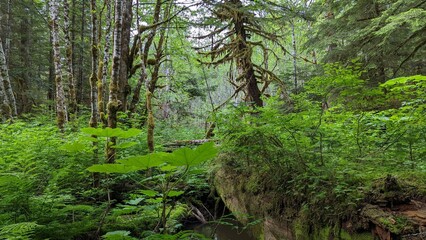 Old-growth forest, Kitimat, British Columbia, Canada	

