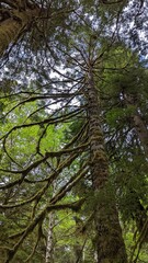 Old-growth forest, Kitimat, British Columbia, Canada	
