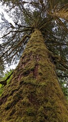 Old-growth forest, Kitimat, British Columbia, Canada	
