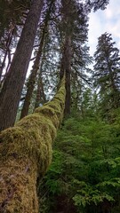Old-growth forest, Kitimat, British Columbia, Canada	
