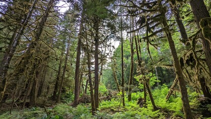 Old-growth forest, Kitimat, British Columbia, Canada	
