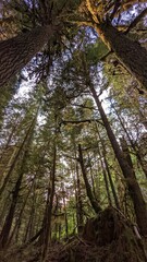 Old-growth forest, Kitimat, British Columbia, Canada	
