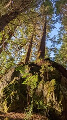 Old-growth forest, Kitimat, British Columbia, Canada	

