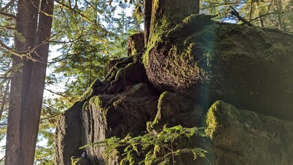 Old-growth forest, Kitimat, British Columbia, Canada	
