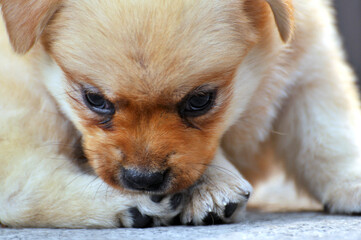 golden retriever puppy