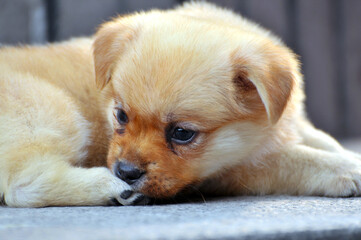 Fototapeta premium golden retriever puppy