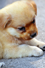 Fototapeta premium golden retriever puppy