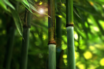 bamboo forest in sunlight - Powered by Adobe