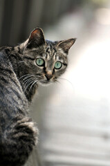 a lovly black and white cat
