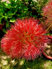 Close up of Blood Lily, Scadoxus multiflorus, Haemanthus multiflorus in Garden with natural background, Football Lily in full bloom.