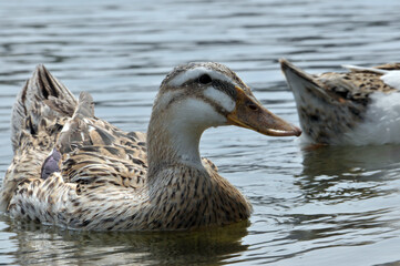 duck on the water