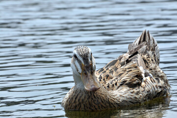 duck on the water