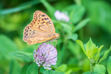 The dark green fritillary butterfly collects nectar on flower. Speyeria aglaja is a species of butterfly in the family Nymphalidae.