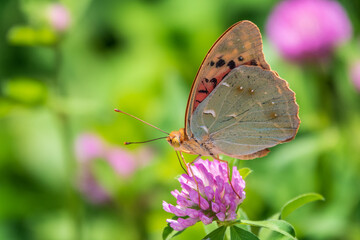 The dark green fritillary butterfly collects nectar on flower. Speyeria aglaja is a species of butterfly in the family Nymphalidae.