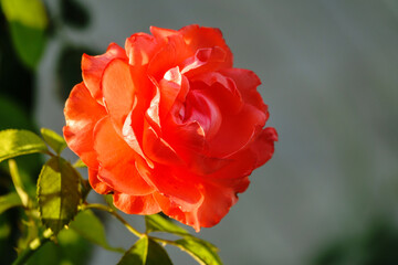 Beautiful red garden rose flower on a green blurred background