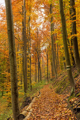 Herbstfarbener bunter Wald 1
