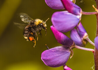 Bee Pollinating Flower Macro