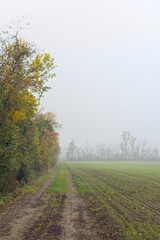 Herbstlicher nebeliger Morgen 5