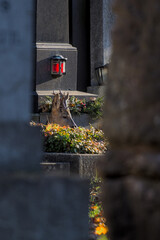 Wild versteckt im Zentralfriedhof 