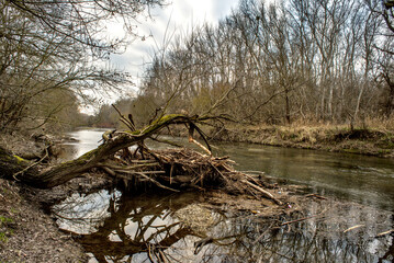 Herbstliche/Winterlich kahle Bäume an einem Fluss 5