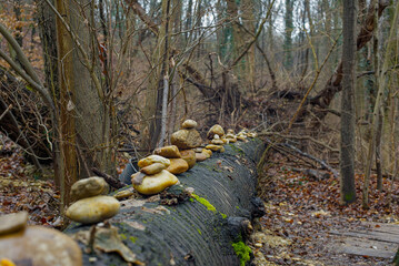 Regnerische Landschaft mit Baum und Steinen