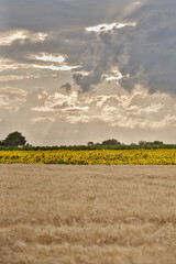 Felder kurz vor der Ernte mit Wolken und 