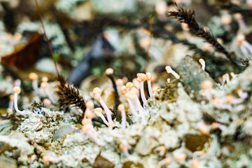 Tiny pin-like fungi or lichen growing on shady bank in close-up micro-landscape.