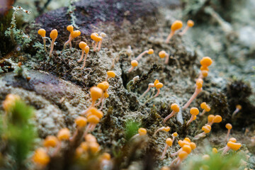 Fototapeta na wymiar Tiny pin-like fungi or lichen growing on shady bank in close-up micro-landscape.