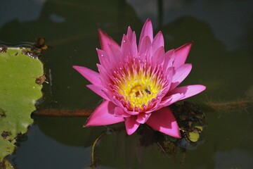 purple lotus flower in the middle of the pool