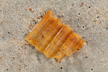 Alien Object on the Beach 8