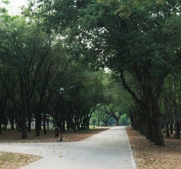 Fototapeta premium A view of a walkway with trees along the way
