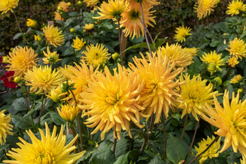 Dahlia, also called Asteraceae, family of dicotyledonous yellow flower in the flowerbed
