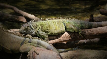 Green saplings live like a flower