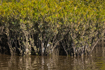 Oysters on Grey Mangrove saplings, Cyne Mallows Creek, NSW, May 2022