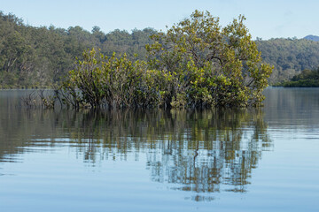 Grey Mangrove at high-tide, Cyne Mallows Creek, NSW, May 2022