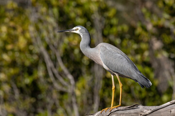 White-faced Heron, Cyne Mallows Creek, NSW, May 2022