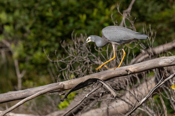 White-faced Heron, Cyne Mallows Creek, NSW, May 2022