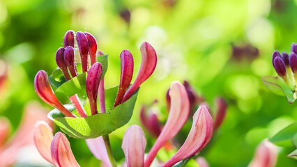 Floral background. Pink Honeysuckle buds and flowers in a sunny garden. Lonicera caprifolium,...
