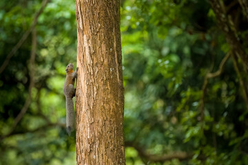Grey red squirrel climbing tree trunk medium close up in Koh Yai Noi, Phuket, Thailand