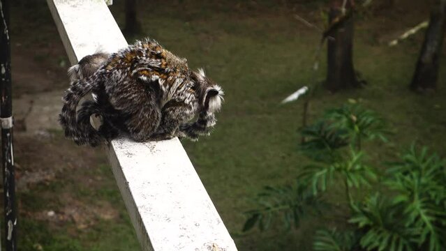 two curious marmosets brazilian monkeys staring around