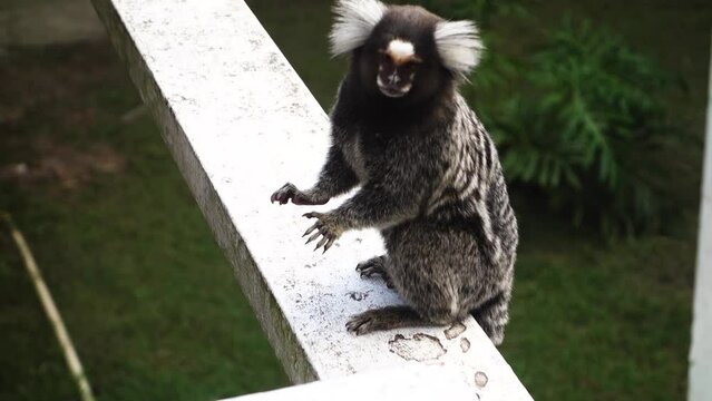 close up on a cute Marmoset brazilian monkey, Callithrix kuhlii species, getting up on its paws
