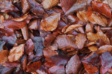 full frame background with beech leaves in autumn