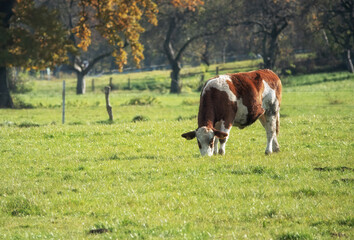 grazing white-brown cow on pasture