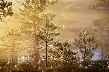 Misty midsummer morning at marsh in Tammela, Southern Finland. 