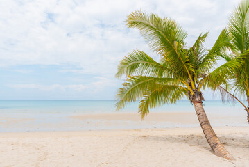 Plakat coconut tree on the sand beach