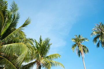 Fototapeta na wymiar coconut leaves under blue sky