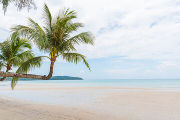 Naklejka na ściany i meble coconut tree on the sand beach
