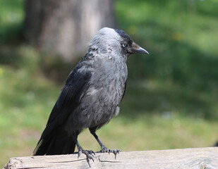 jackdaw