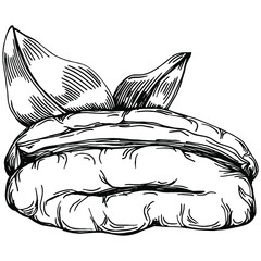 Pecan hand-drawn Vector Illustration isolated on white background. Retro style farm product for restaurant menu, market label, logo, emblem and kitchen design. Decoration for food packaging.