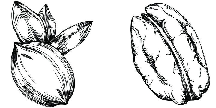 Pecan hand-drawn Vector Illustration isolated on white background. Retro style farm product for restaurant menu, market label, logo, emblem and kitchen design. Decoration for food packaging.